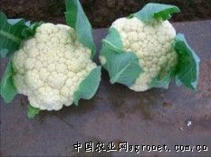 供应花椰菜、无筋豆、包菜