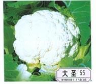 供应大圣 55—花椰菜种子