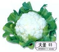 供应大圣65—花椰菜种子