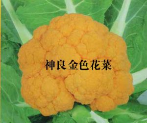 供应神良金色花菜—花椰菜种子