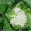 雪冠——白花菜种子