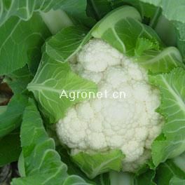 雪冠——白花菜种子