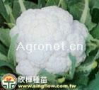 供应雪玉65天--花椰菜种子