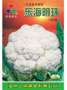 供应东海明珠120—花椰菜种子