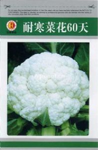 供应耐寒菜花60天—菜花种子