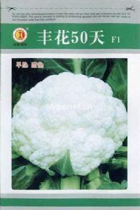 供应丰花50天—菜花种子