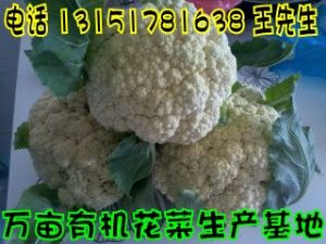 供应有机花菜