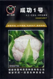 供应成功1号100天花椰菜—花菜种子