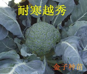 供应耐寒越秀—青花菜种子