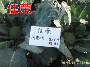 供应佳荣—青花菜种子