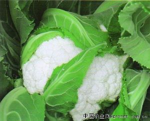 供应 天瑞70-—花椰菜种子