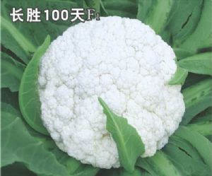 长胜100天花椰菜-花椰菜种子