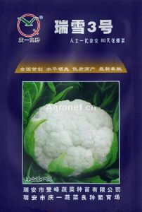 瑞雪3号80天花椰菜——花菜种子