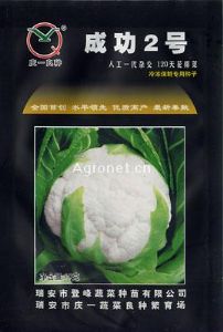 供应成功2号120天花椰菜—花菜种子