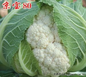 供应京宝早80—花椰菜种子