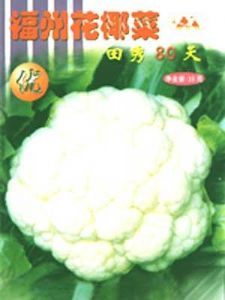 供应田秀80天—花椰菜种子