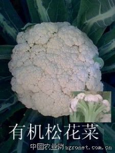 供应台湾有机松花菜