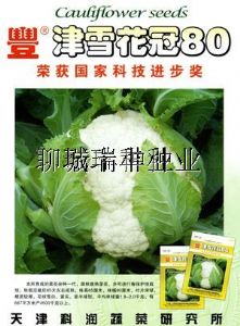 供应津雪花冠80—花椰菜种子