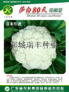 供应莎白80天—花椰菜种子