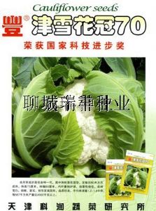 供应津雪花冠70—花椰菜种子