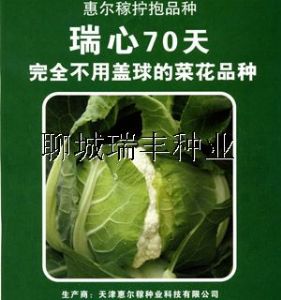 供应瑞心70—花椰菜种子