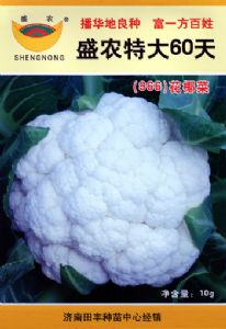 供应盛农特大60天—花椰菜种子