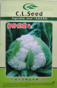 供应福特花菜F1—花椰菜种子