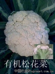 供应有机松花菜（花椰菜）