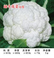 供应越冬花菜－花椰菜种子