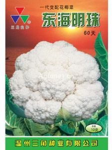 供应东海明珠60—花椰菜种子