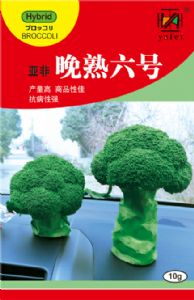 供应晚熟六号—花椰菜种子