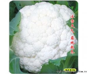 供应雪银一号—花椰菜种子