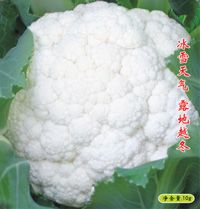 供应雪银一号—花椰菜种子