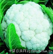 供应65天—花椰菜种子