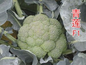 供应青莲—西兰花种子