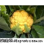 供应原装金色花菜种子