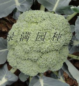 供应绿满园—青花菜种子