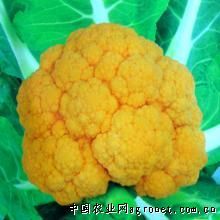 供应花椰菜种子—花椰菜种子