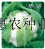 供应春秀—花椰菜种子