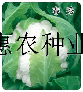 供应春秀—花椰菜种子