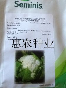 供应地中海—白花菜种子  