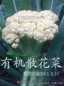 供应花菜台湾松花菜