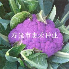 供应紫晶一号—花椰菜种子