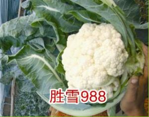 供应胜雪988-花椰菜种子