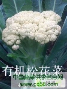 供应花椰菜