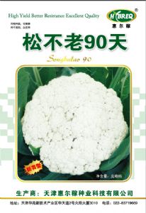 供应松不老90天-花椰菜种子