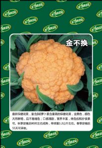 供应金不换70-花椰菜种子