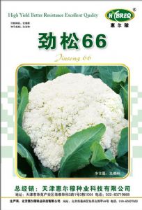 供应劲松66-花椰菜种子