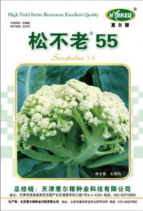 供应松不老55-花椰菜种子