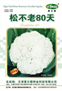 供应松不老80天-花椰菜种子